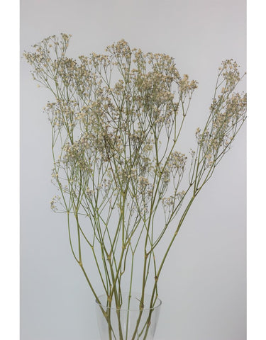 Dried Baby's Breath