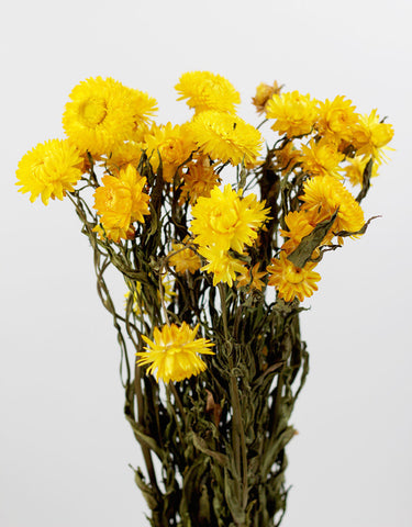 Dried Flowers UK