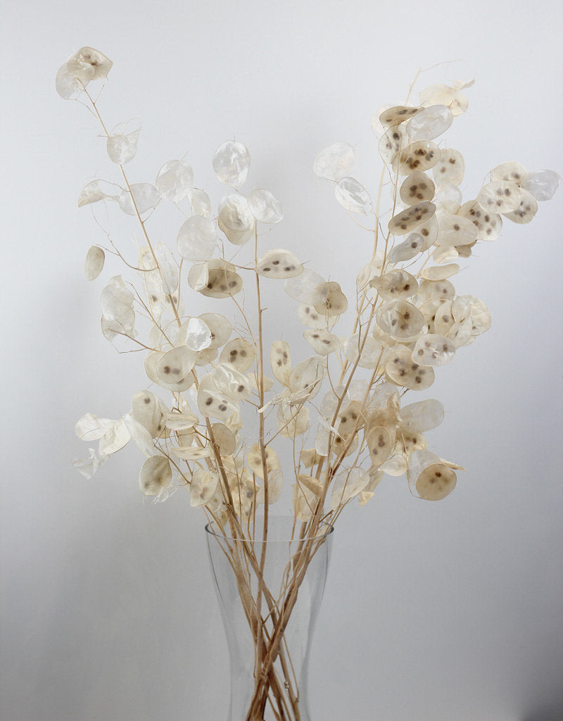 Dried Lunaria l Bleached Natural Bunch -60 cm – Dried Flowers Decor