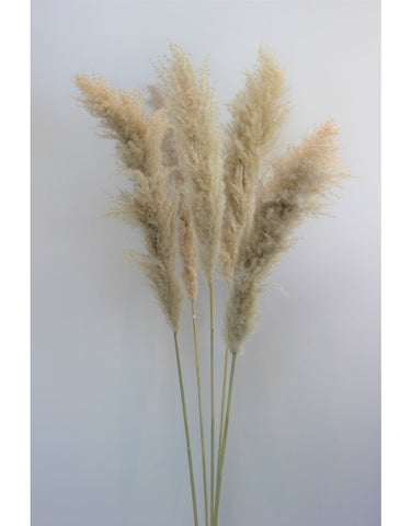 Dried Pampas Grass