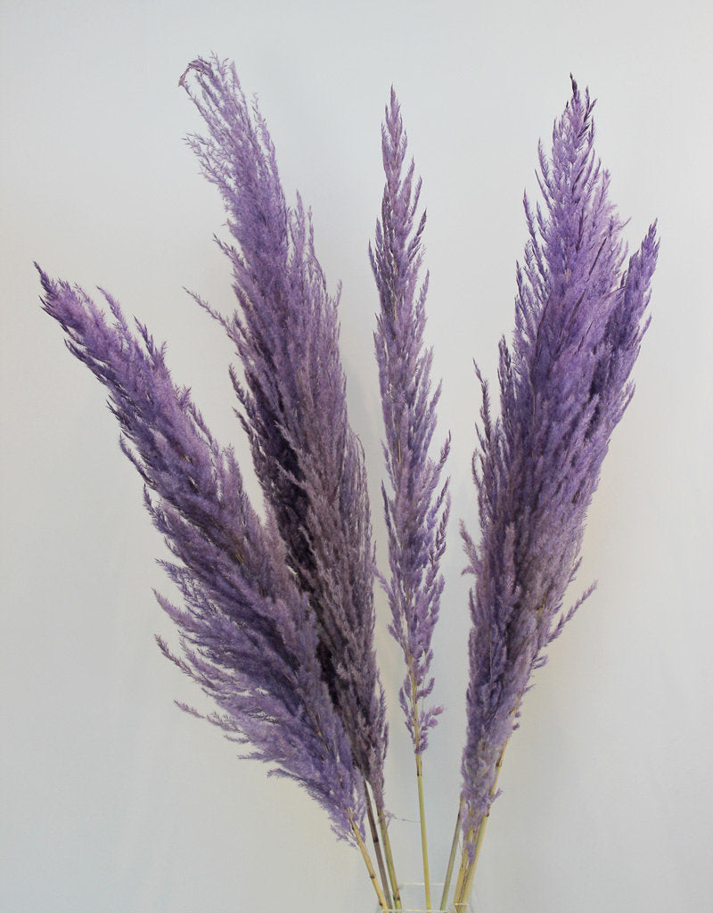 Dried Lilac Pampas Grass 8 Stem Bunch - Dried Flowers Décor – Dried Flowers  Decor