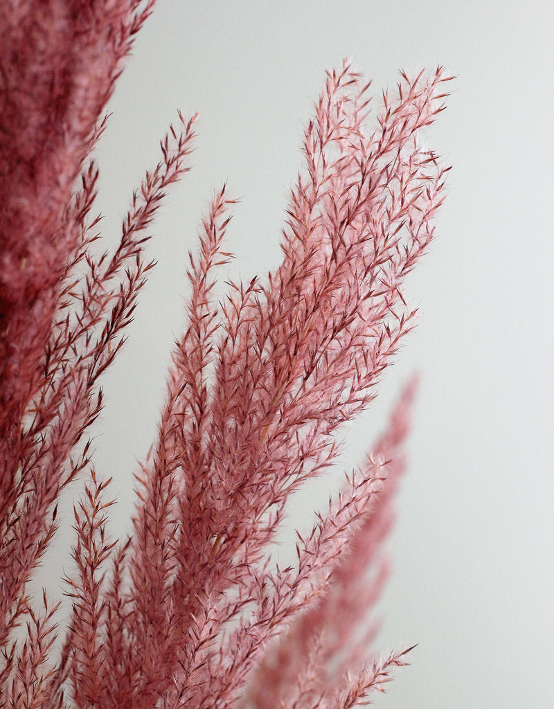 CORTADERIA DYED LIGHT PINK (PAMPAS GRASS) 120cm