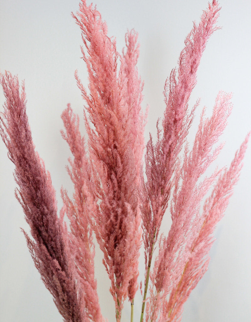 DRIED PAMPAS SLIM PINK 100CM 10ST