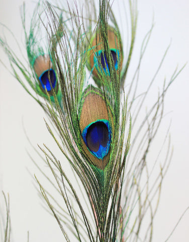 peacock feathers