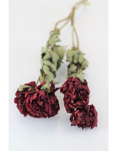 Dried Peonies