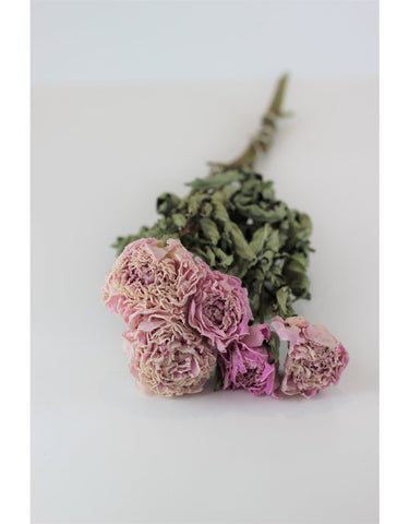 Dried Peony Flowers