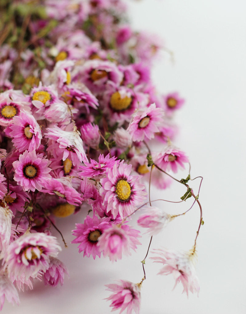 Natural White Preserved and Dried Rodanthe Daisies / Dried Daisies Flowers  / Dried Flowers / Preserved Flowers / Pink Daises / White Daisies 