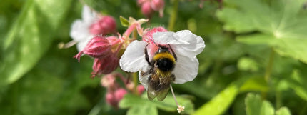 Picture of bee