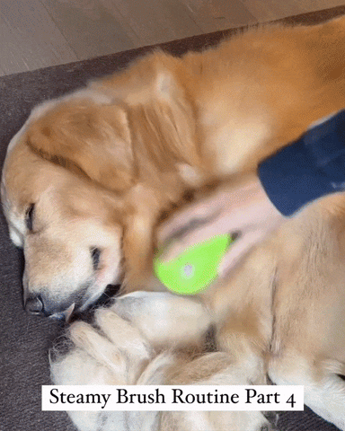 Steamy Pet Brush™ – Loyal Dogs