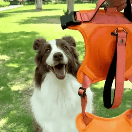 No Pull Adjustable Harness & Leash ™ (Free Training Guide) – Tailored Paw