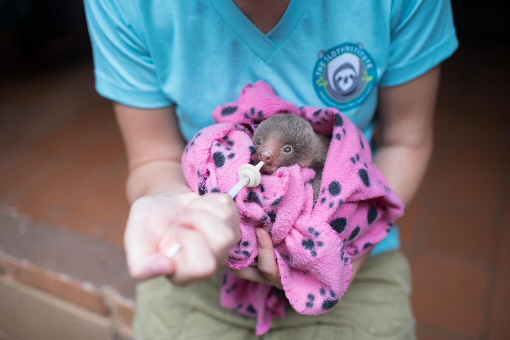 The Sloth Institute - Baby Gorgie & Baby Gordita