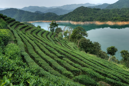 Tea Plantation