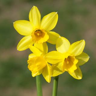 10th-anniversary-Daffodil-artificial-flower-atelier-blooms-auckland