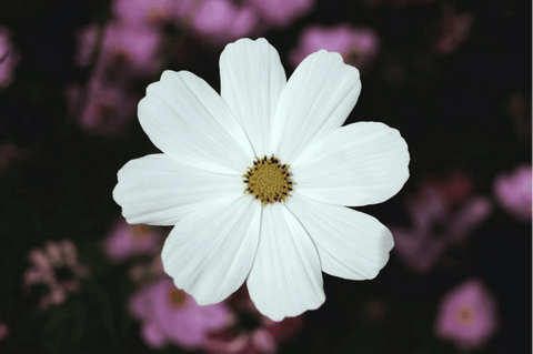 2nd_anniversary_-_Cosmos_artificial_Flower_silk-Flower-atelier-blooms-auckland-artificial-flower-arrangement