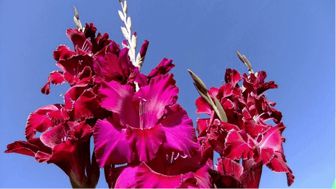 40th_Anniversary_Flower-Gladioli-artificial-flower-arrangement-atelier-blooms-NZ