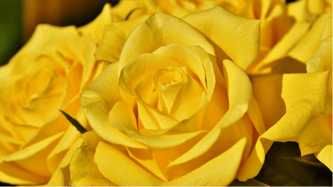 50th-Anniversary-Flower-Yellow-Rose-artificial-flower-arrangement-atelier-blooms-NZ