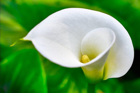 6th-anniversary-Calla-Lily-artificial-flower-arrangement-atelier-blooms-NZ