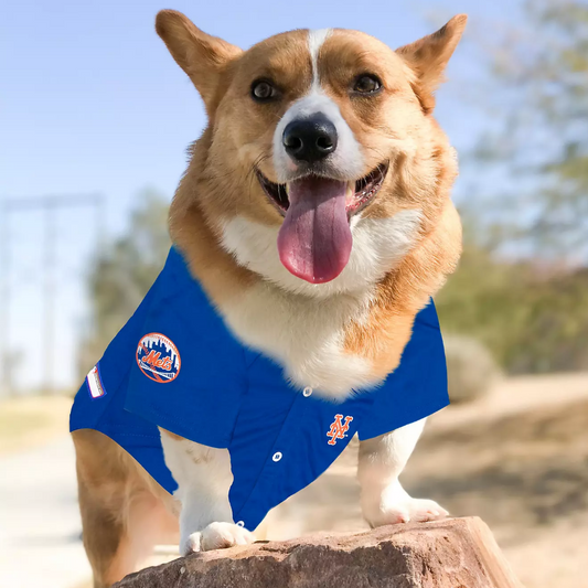 dog astros jersey