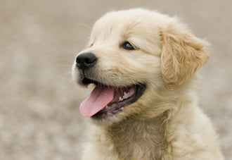 adorable-fluffy-golden-retriever-puppy-showing-its-tongue.jpg__PID:cb2d3510-4922-456a-b6a5-0a3e19d04cd7