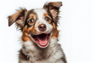 isolated-happy-smiling-dog-white-background-portrait-3.jpg__PID:0371cb2d-3510-4922-a56a-76a50a3e19d0