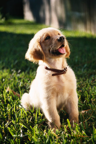 shallow-focus-vertical-shot-cute-golden-retriever-puppy-sitting-grass-ground.jpg__PID:0cf80371-cb2d-4510-8922-a56a76a50a3e