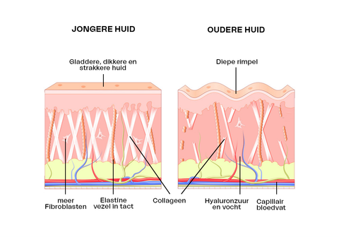 Querschnitt jüngerer und älterer Haut