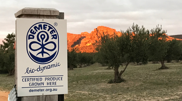 Photo of the Mount Zero Olive Grove at Sunset with Demeter Biodynamic Sign 2022