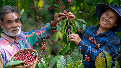 Single origin coffee farmers picking beans