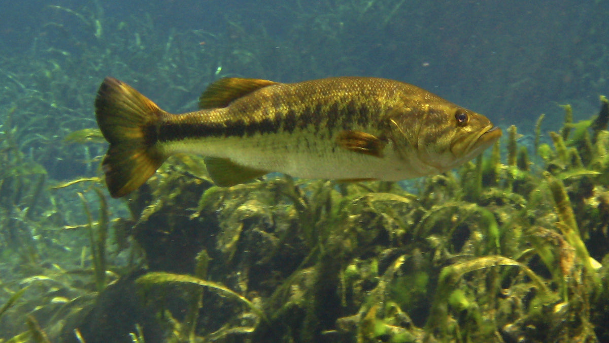 tips on largemouth bass in missouri fishing planet
