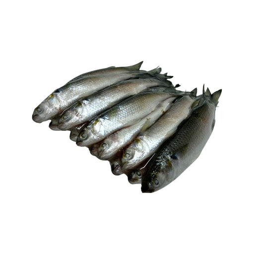 Goggle eye mackerel live bait fish hook tackle — Stock Photo © lunamarina  #5506126