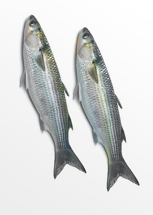frozen bonito bait, frozen bonito bait Suppliers and Manufacturers at