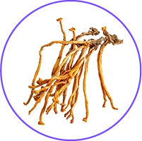 Cordyceps