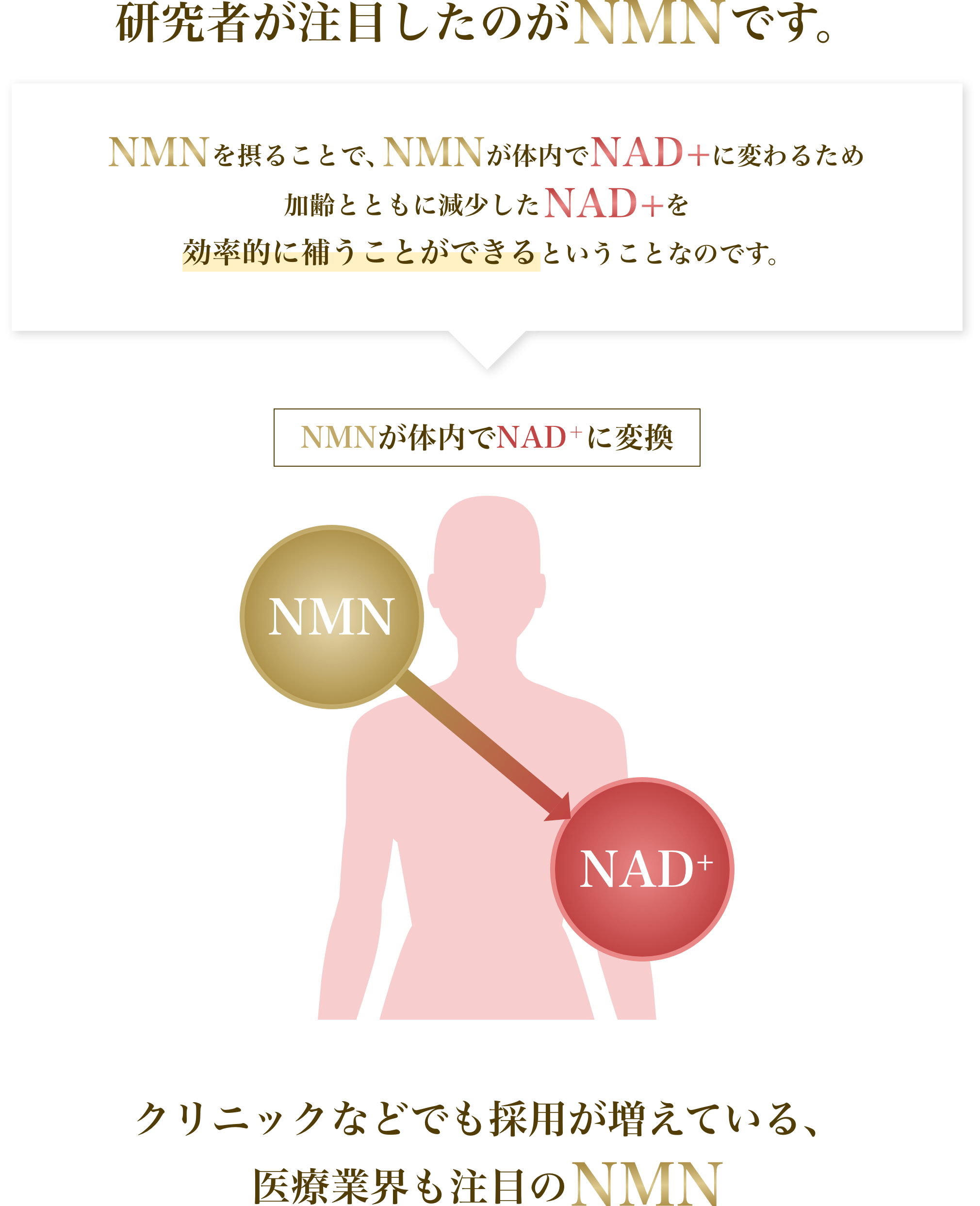 研究者が注目したのが研究者が注目したのがNMN！NMNが体内でNAD+に変換される！