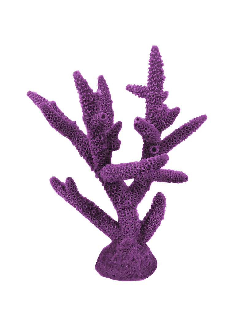 Acropora Cervicornis - Staghorn Coral #01101 – RocknReefs Inc.