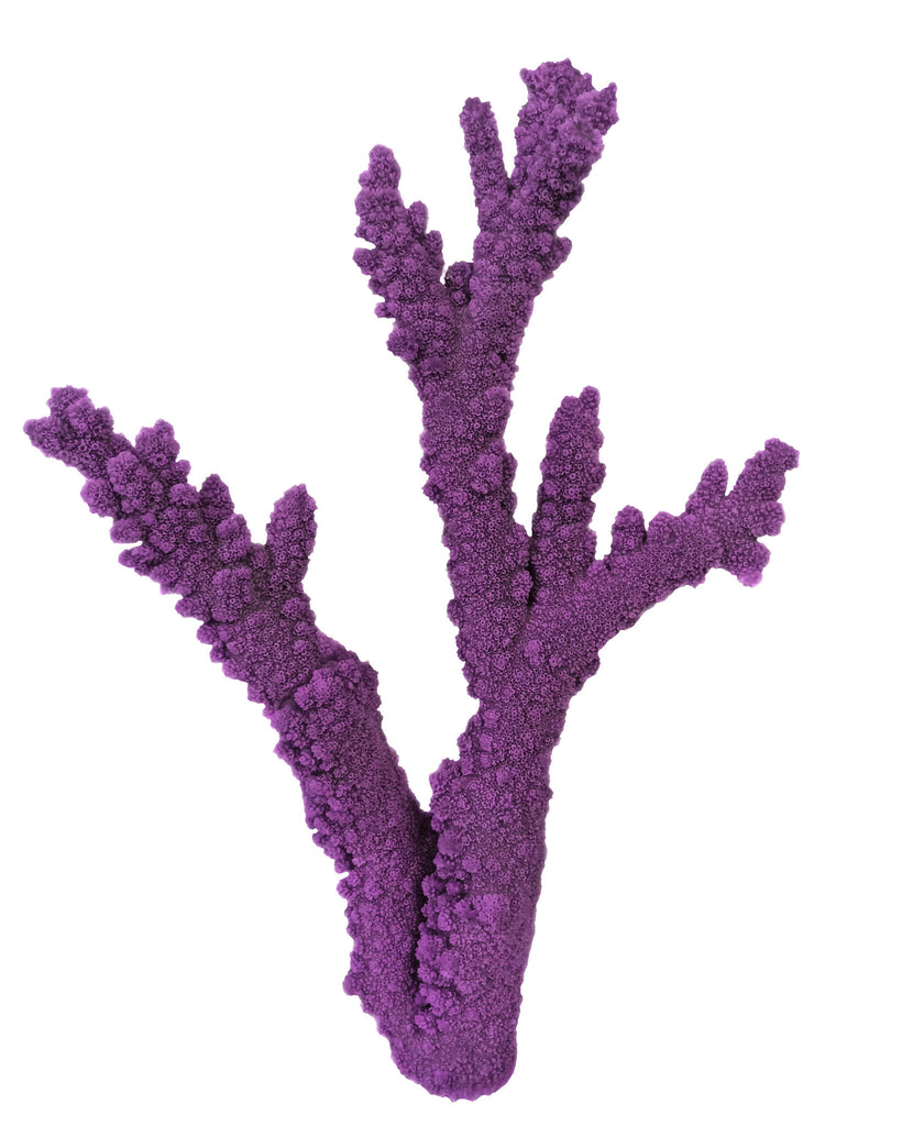 Acropora Florida - Branching Staghorn Coral #01202 – RocknReefs Inc.