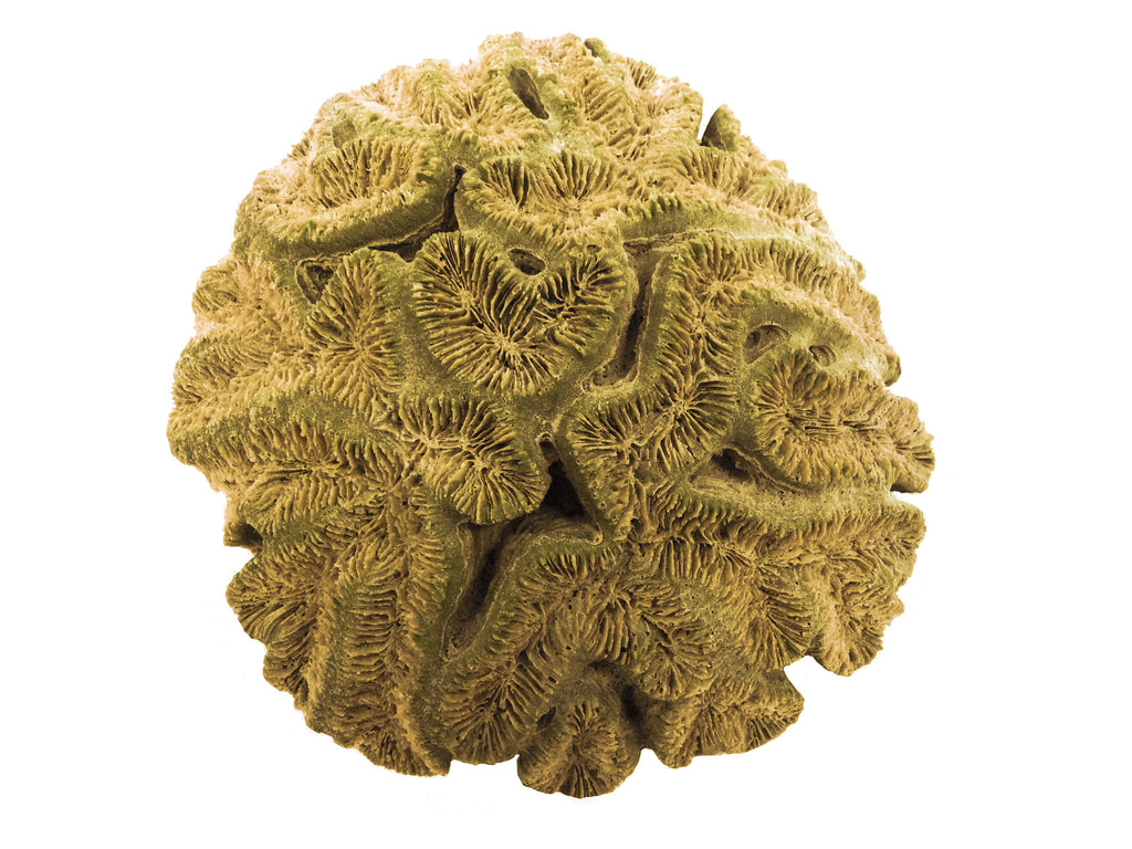 Lobophyllia Hataii - Open Brain Coral #10103 – RocknReefs Inc.