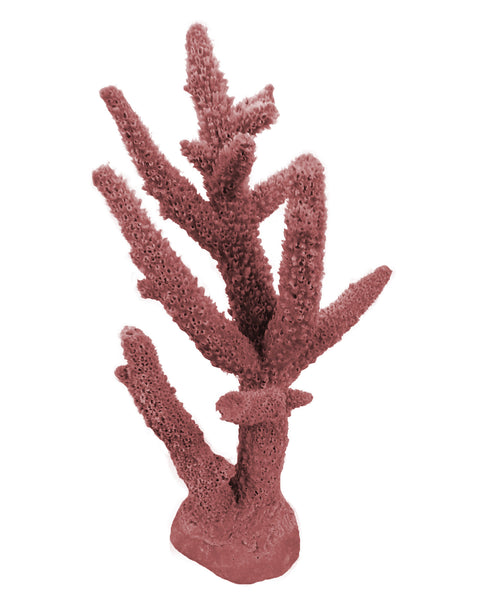 Acropora Cervicornis - Staghorn Coral #01102 – RocknReefs Inc.