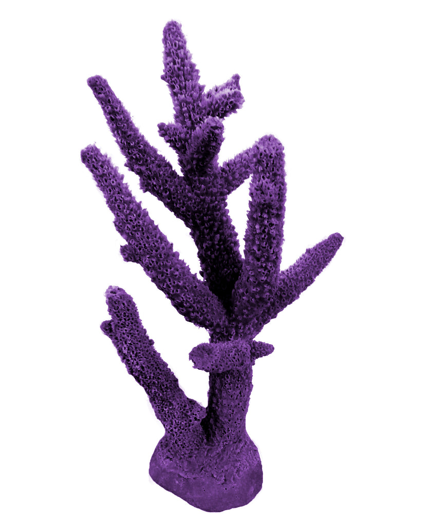 purple staghorn coral