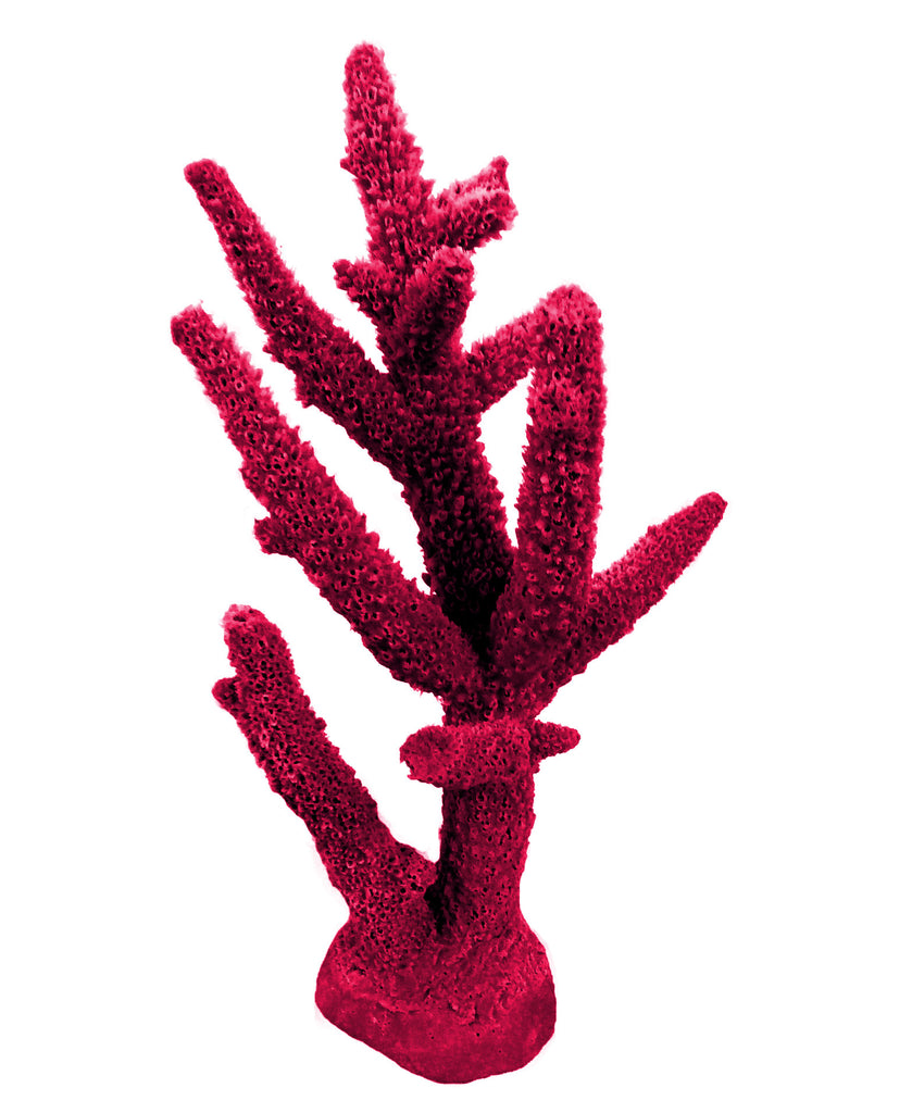 Acropora Cervicornis - Staghorn Coral #01102 – RocknReefs Inc.