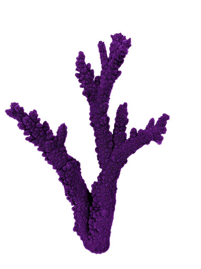 purple staghorn coral