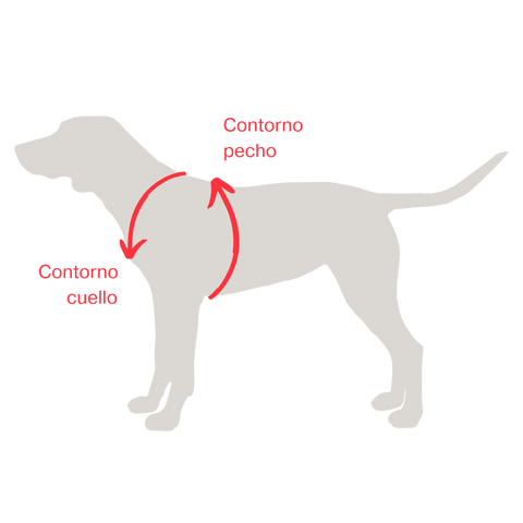 Contorno cuello y pecho