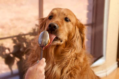 what human foods can dogs eat