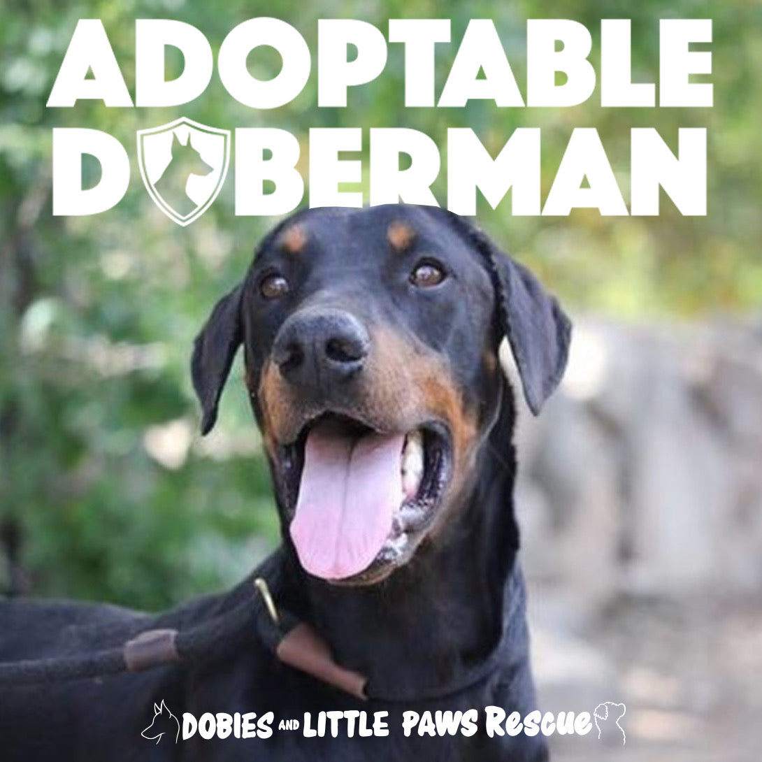 doberman and little paws rescue