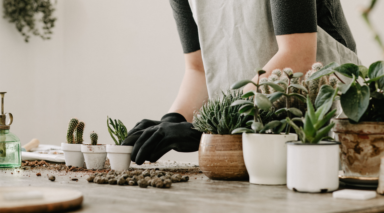 Basic Succulent Care Guide: Tips for Healthy Indoor Plants – Elkhorn ...