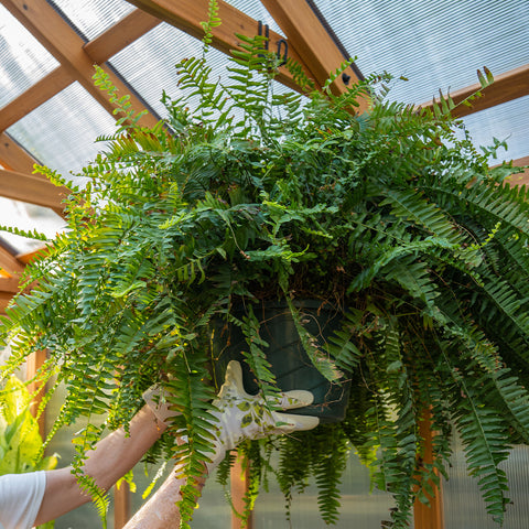 hanging plant