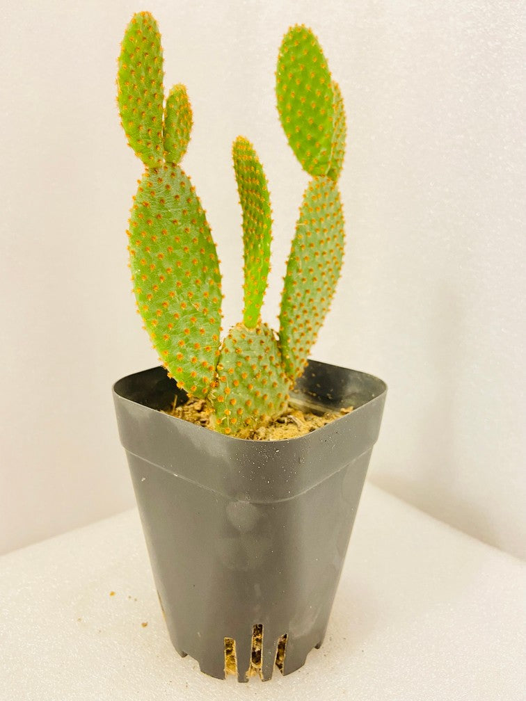 Bunny Ear Cactus (Orange) – Fermosa