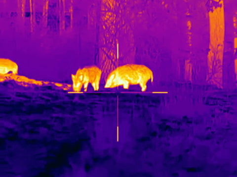 hogs looks so bright in thermal imager for hunting