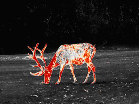 the deer has different temp color in thermal scope