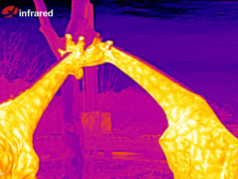 01 Discover wildlife through Xinfrared thermal imaging technology.