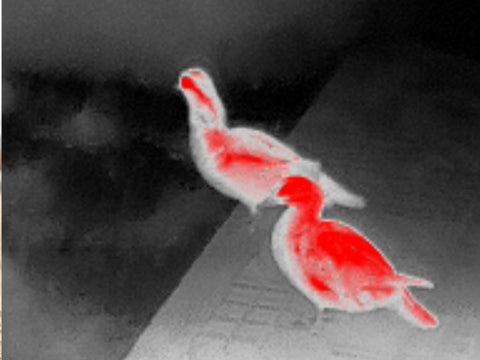 01 Thermal imaging enhances visibility of warm-blooded wildlife
